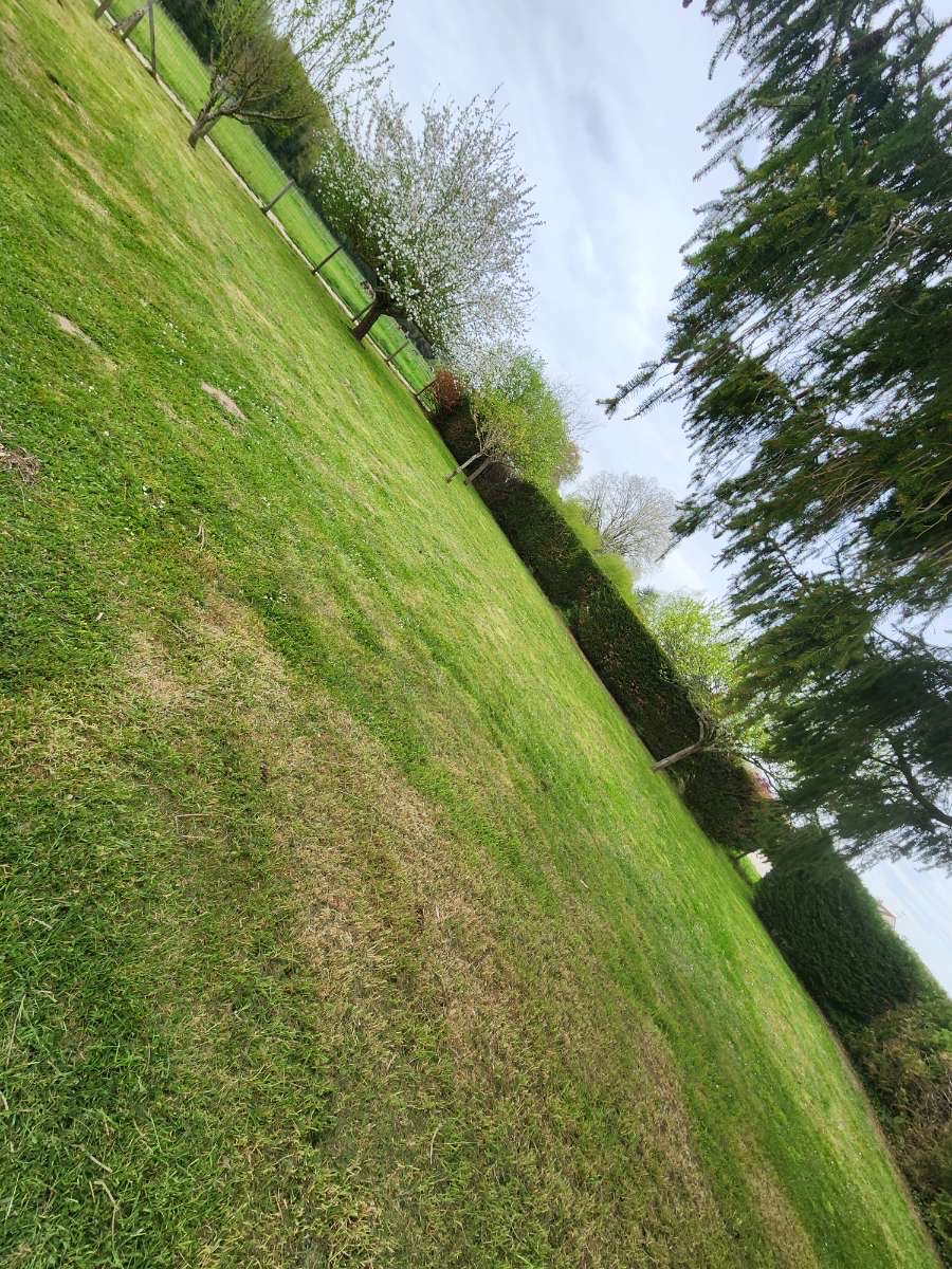 Grande pelouse verte entretenue avec haies de conifères en Essonne