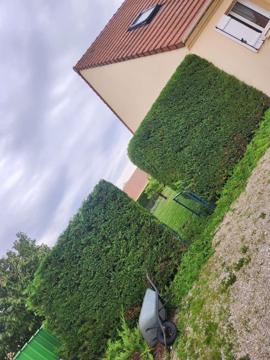 Haies de thuyas taillées en formes géométriques par ALP Jardin