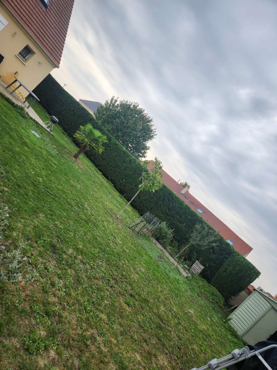 Coin de jardin avec topiaire taillé et haie sombre