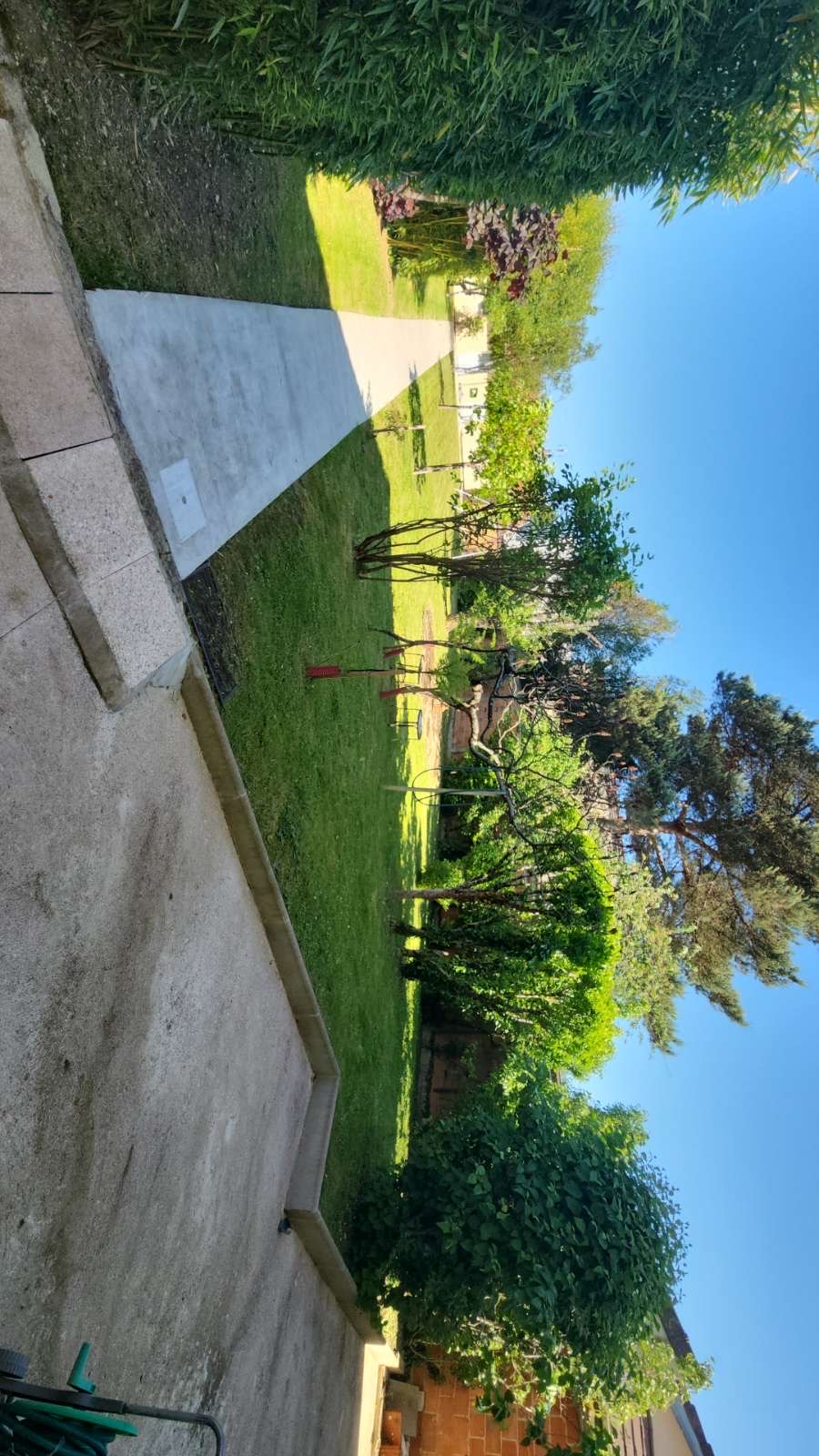 Jeunes arbres tuteurés le long d'une allée pavée dans un jardin