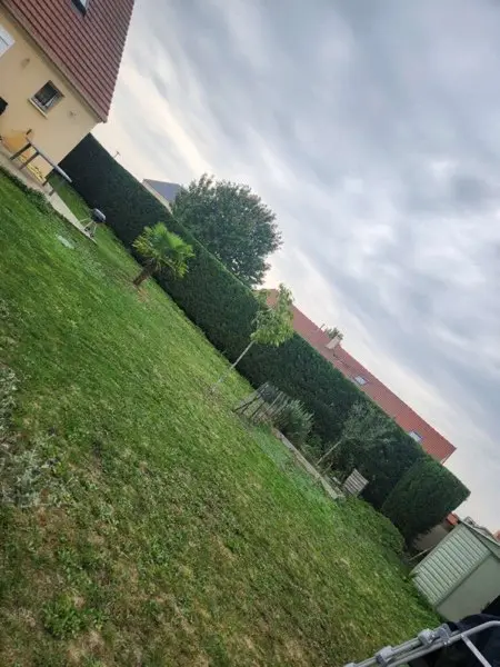 Coin de jardin avec topiaire taillé et haie sombre